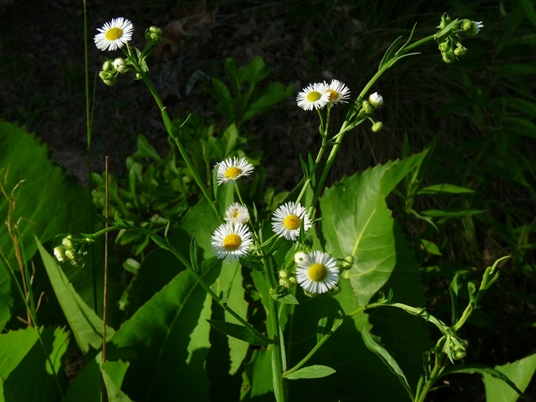 {Erigeron annuus}